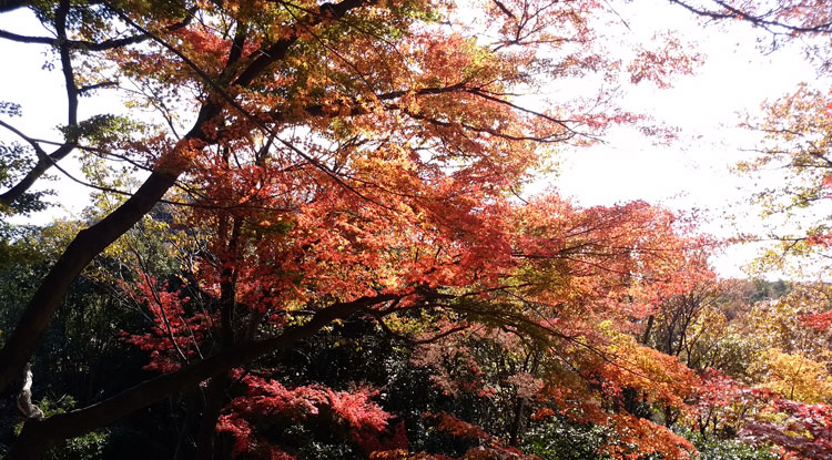 寂光院の紅葉狩り