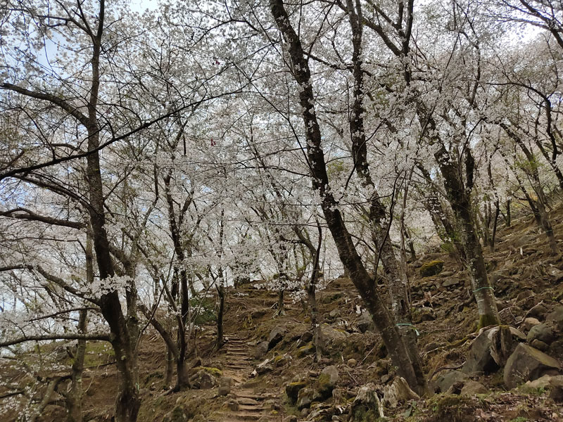 鬼ヶ城桜の道