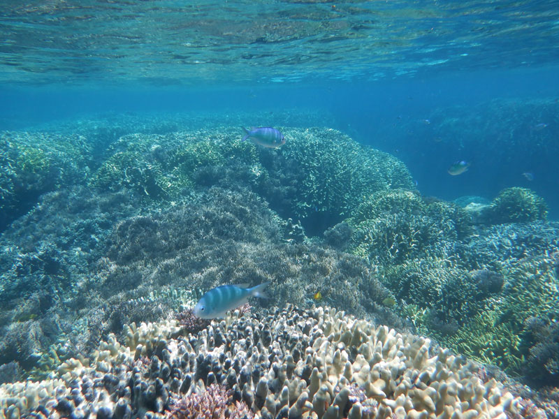 与論島赤崎サンゴ礁