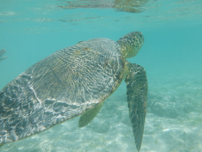 与論島のウミガメ