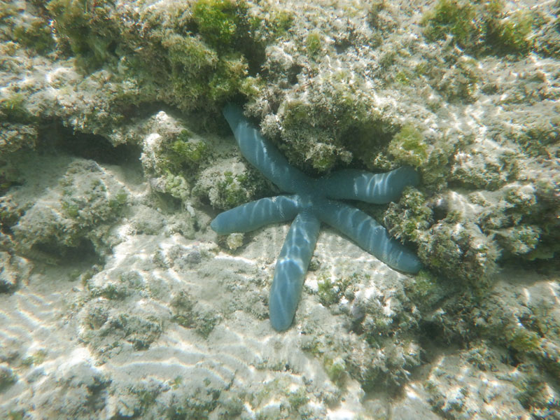 与論島皆田ビーチで見つけたヒトデ